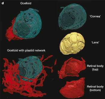 Reconstructions of the ocelloid and its component parts 